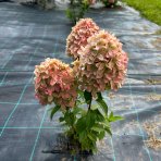 Hortenzia metlinatá (Hydrangea paniculata) ´MAGICAL CANDLE´ ® - výška 20-30 cm, kont. C3L